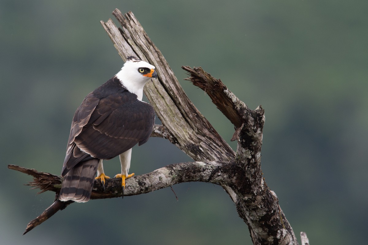 Black-and-white Hawk-Eagle - ML204968641