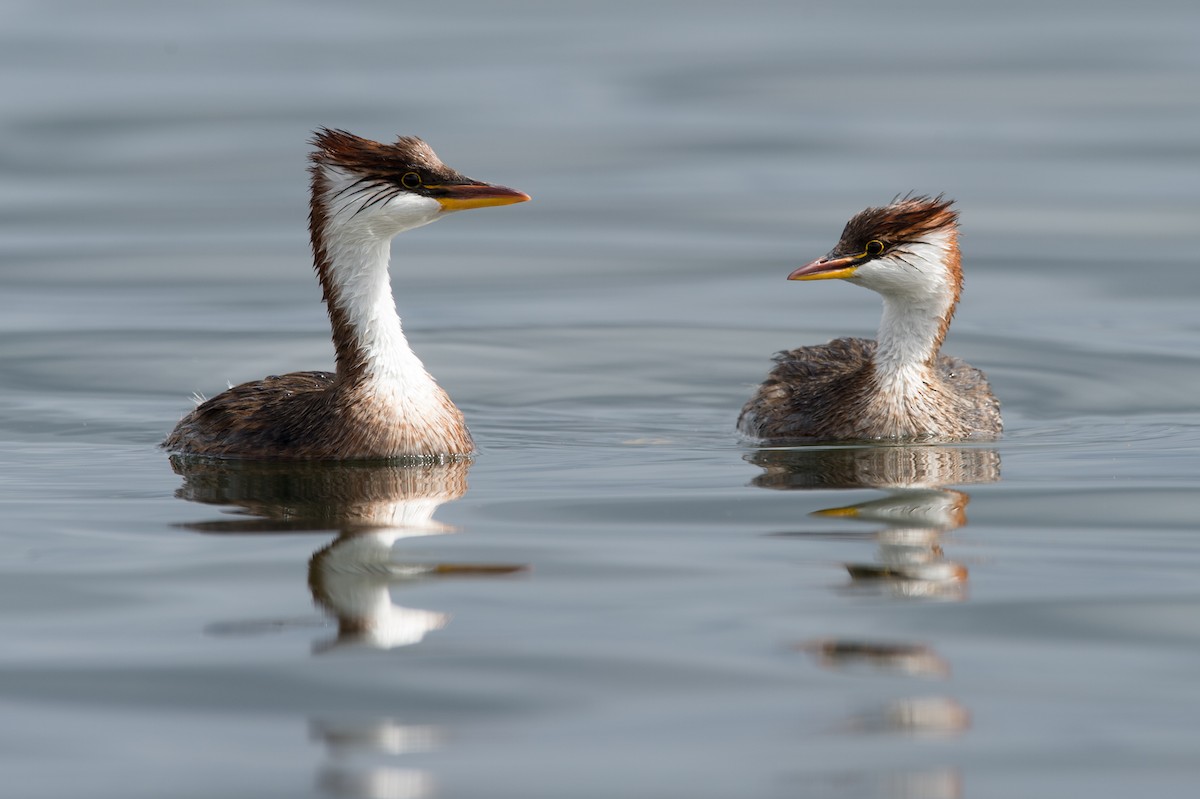 Titicaca Grebe - ML204968711