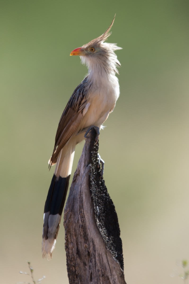 Guira Cuckoo - ML204968741