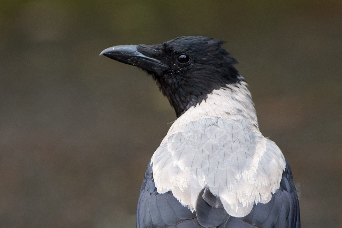 Hooded Crow (Hooded) - ML204968781