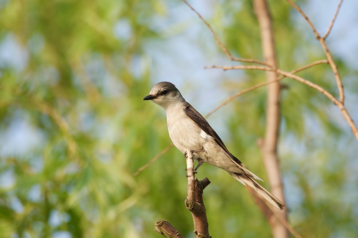 Ashy Minivet - ML204969001