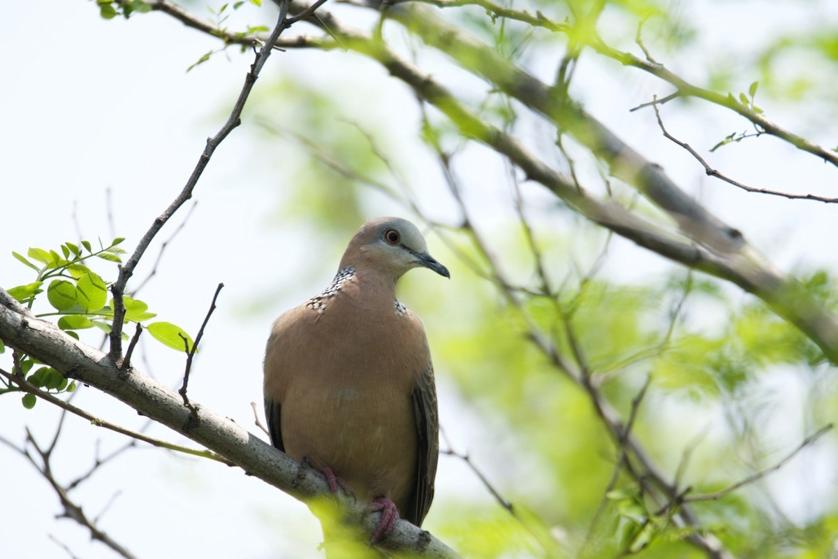Spotted Dove (Eastern) - ML204969201