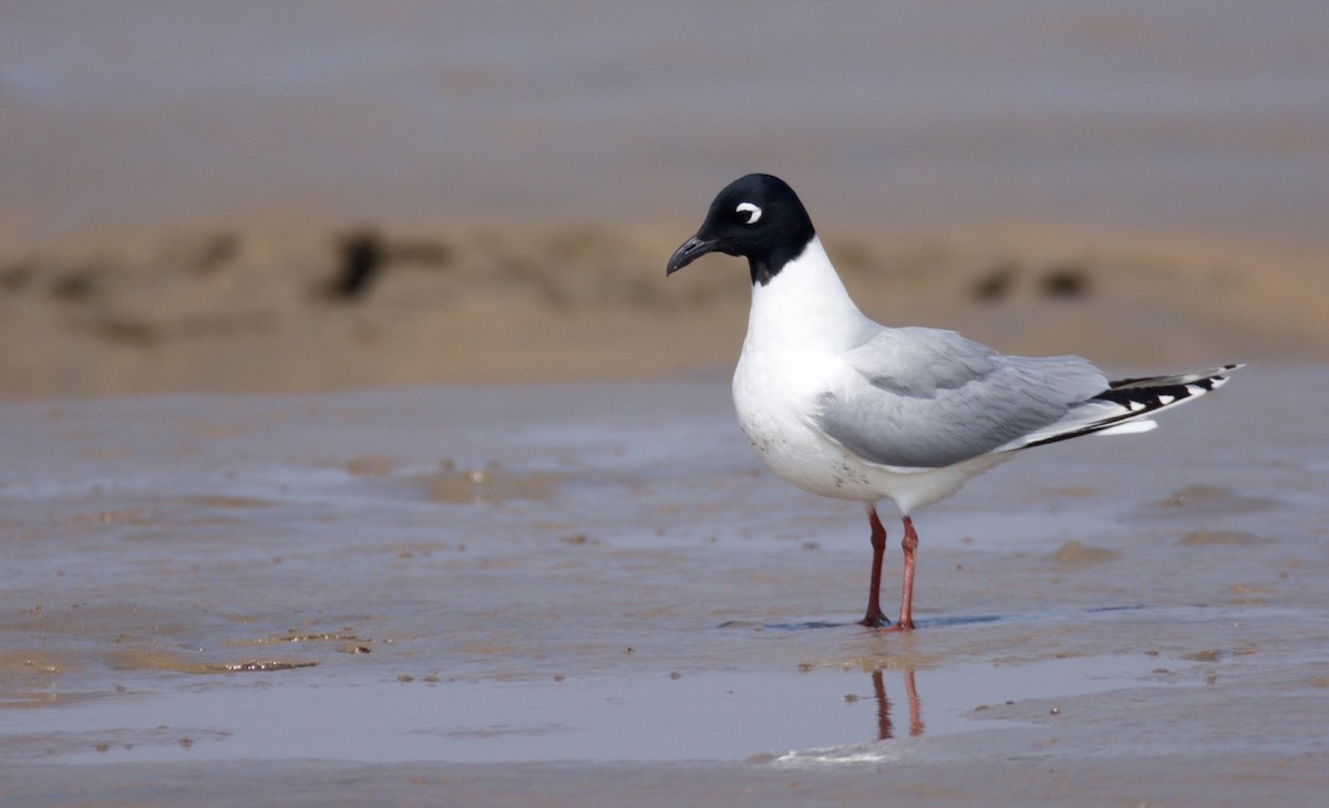 Saunders's Gull - ML204969431