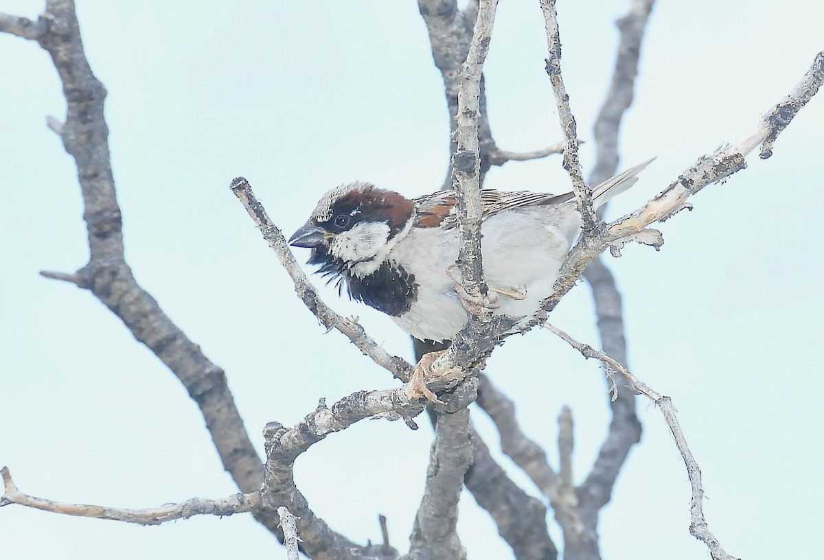 Moineau domestique - ML204969861