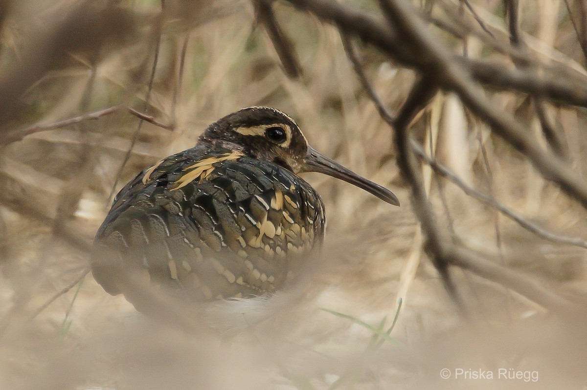 Greater Painted-Snipe - ML204969991