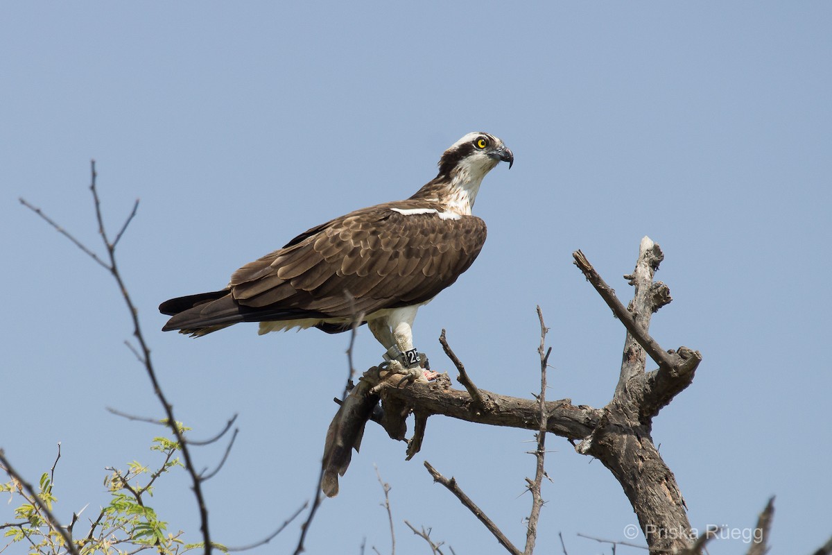 Osprey (haliaetus) - ML204970051