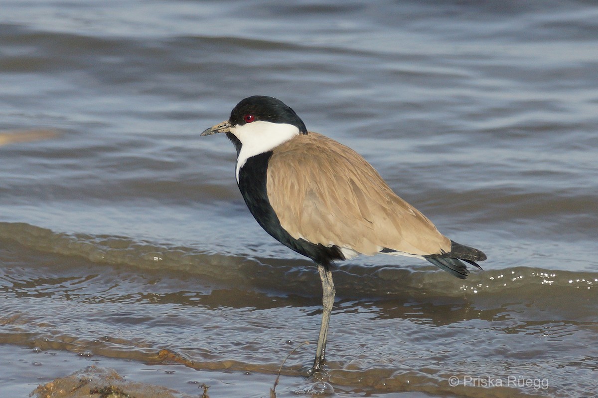 Spur-winged Lapwing - ML204970101