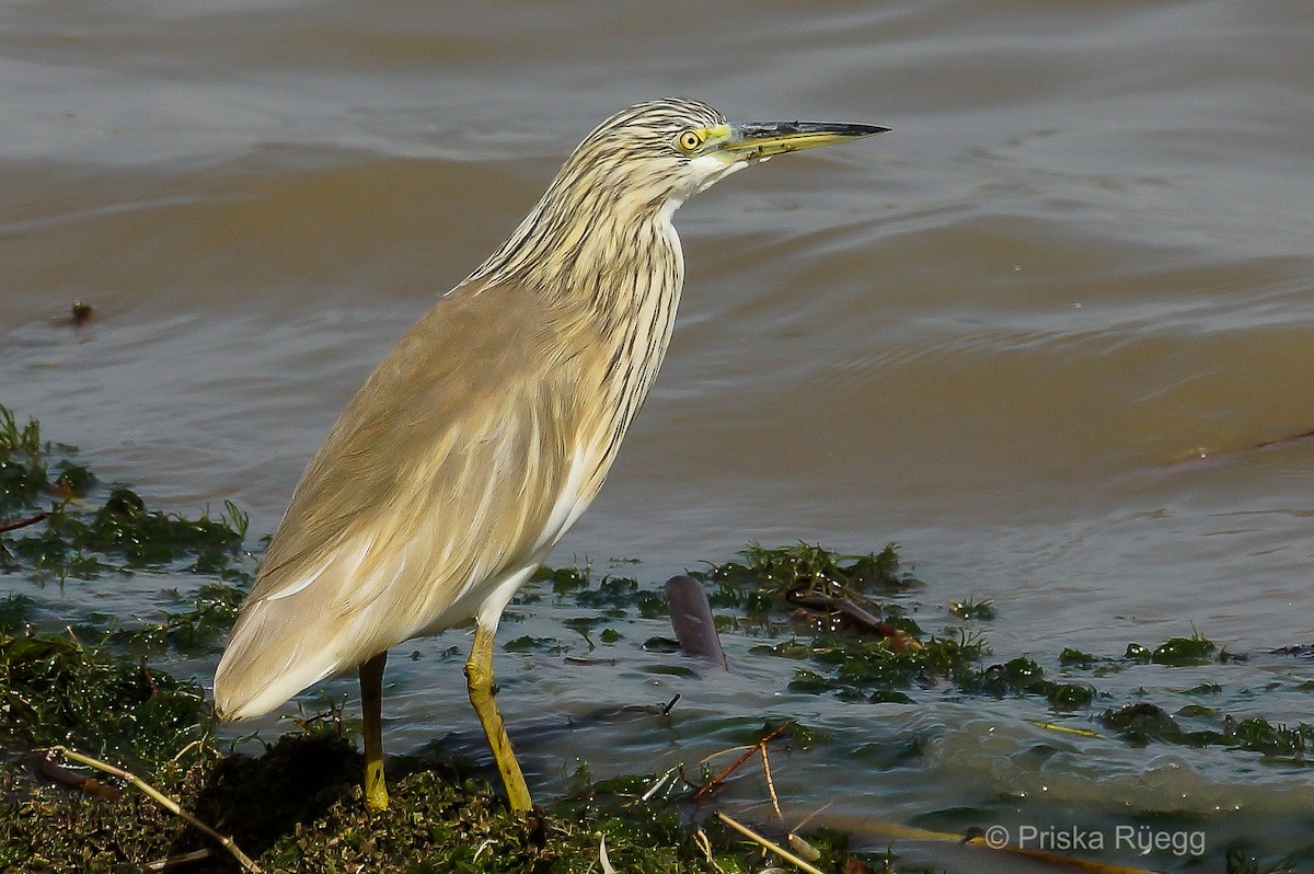 Squacco Heron - ML204970151