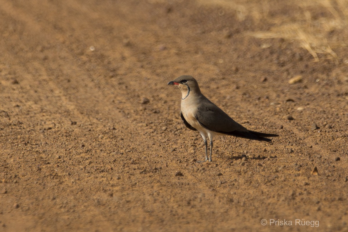 Collared Pratincole - ML204970221