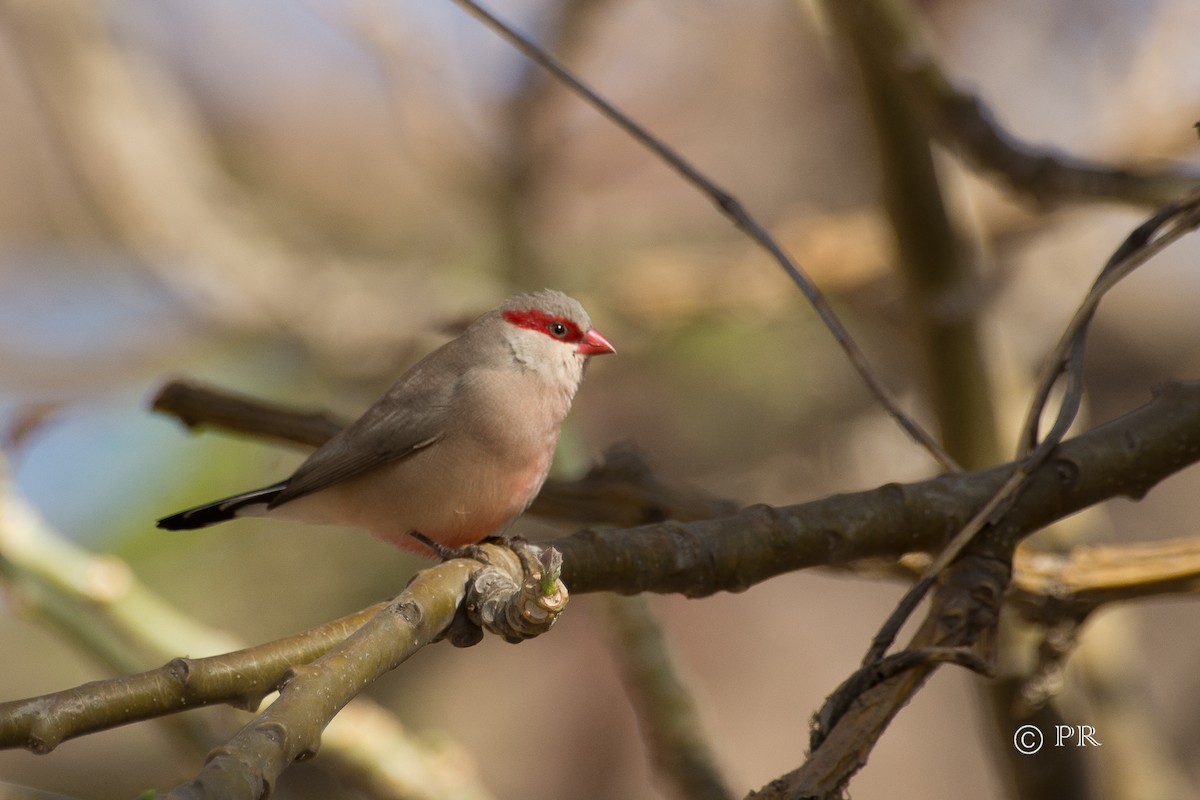 Black-rumped Waxbill - ML204970381