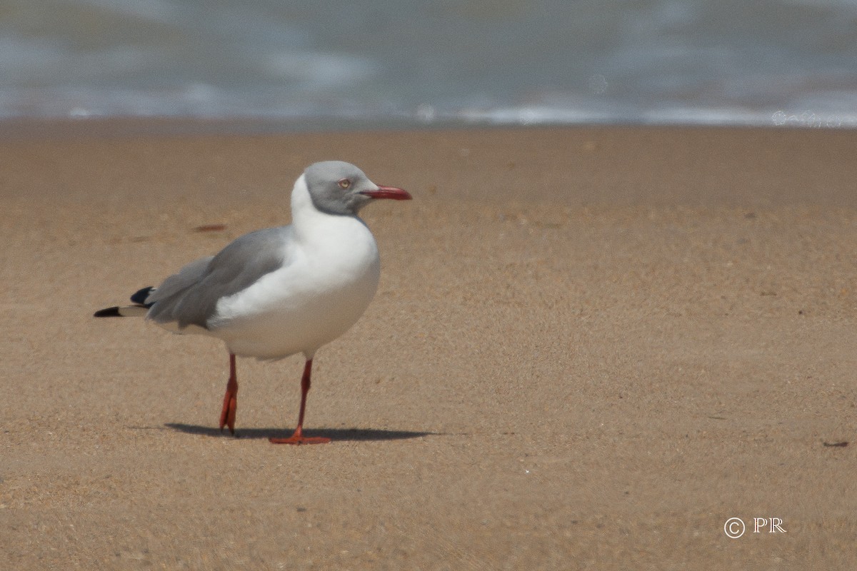 Gray-hooded Gull - ML204970411