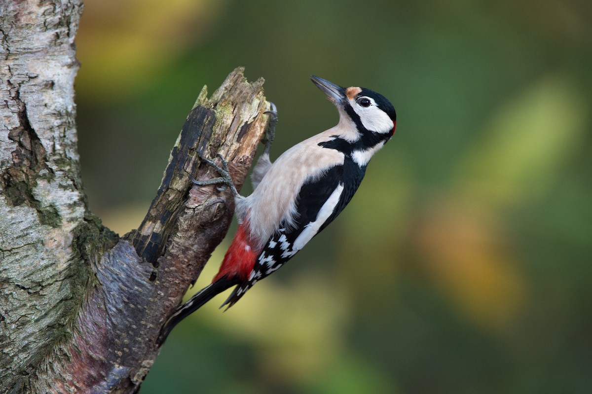 Great Spotted Woodpecker (Great Spotted) - ML204970511