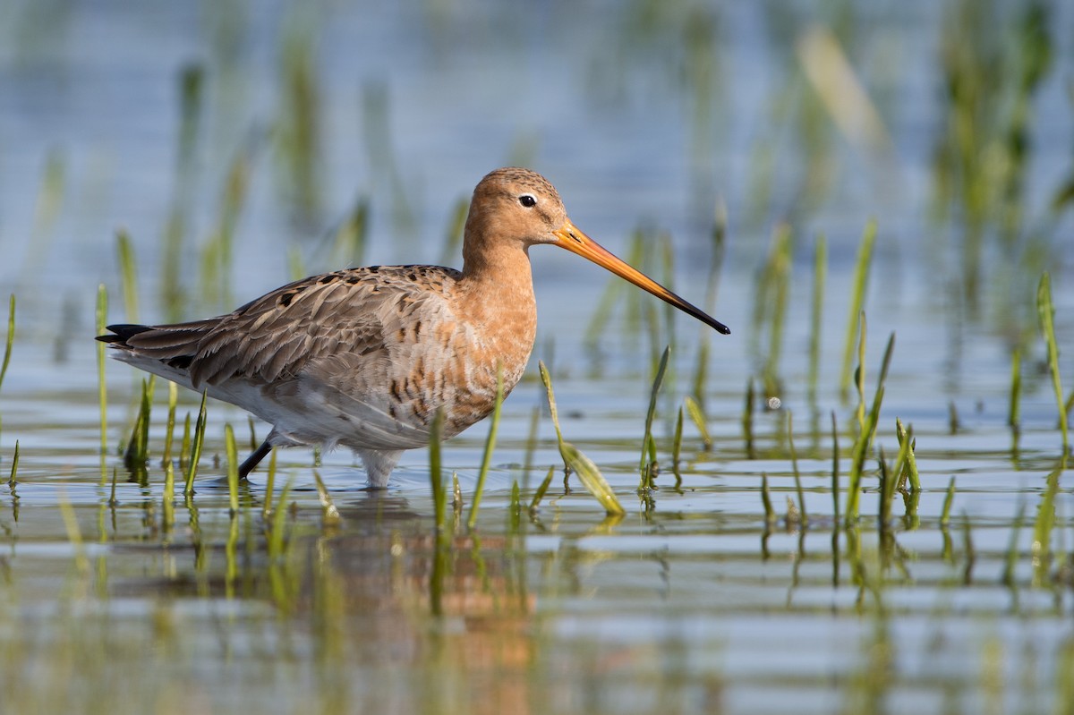 Black-tailed Godwit (European) - ML204970691
