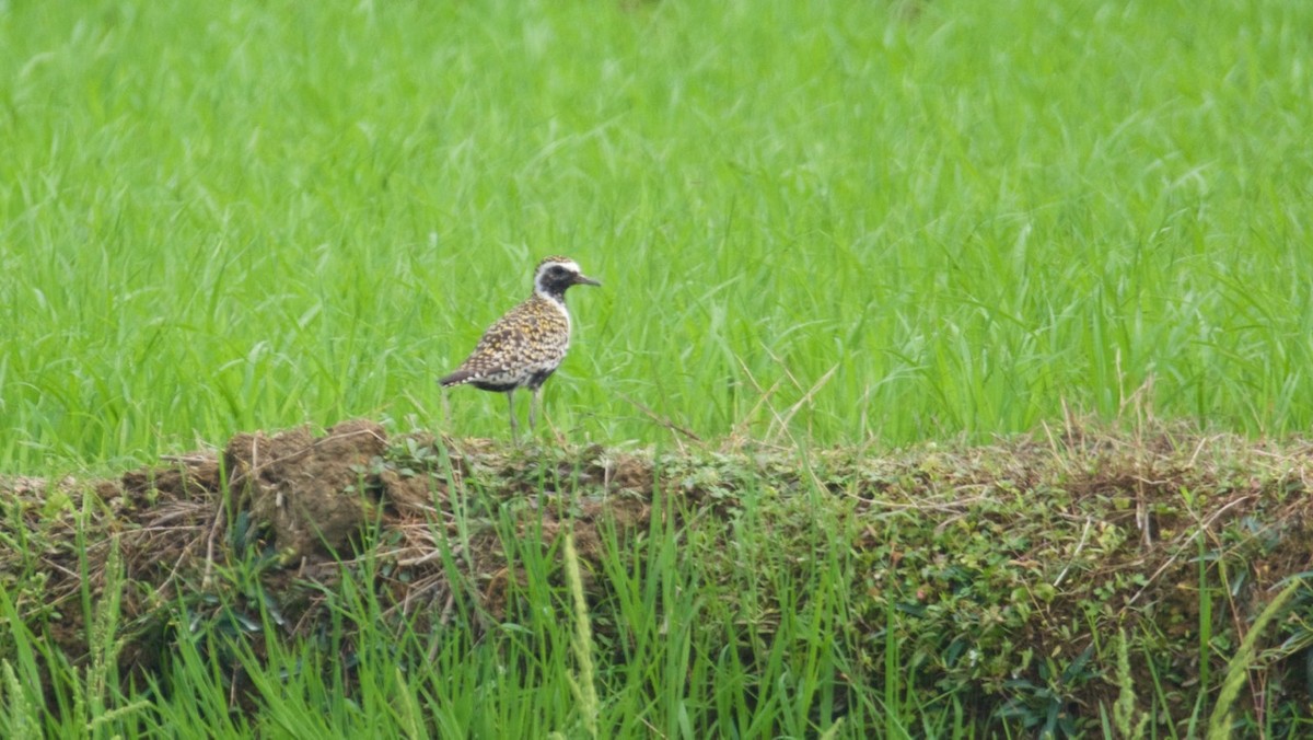 Pacific Golden-Plover - Eric Francois Roualet