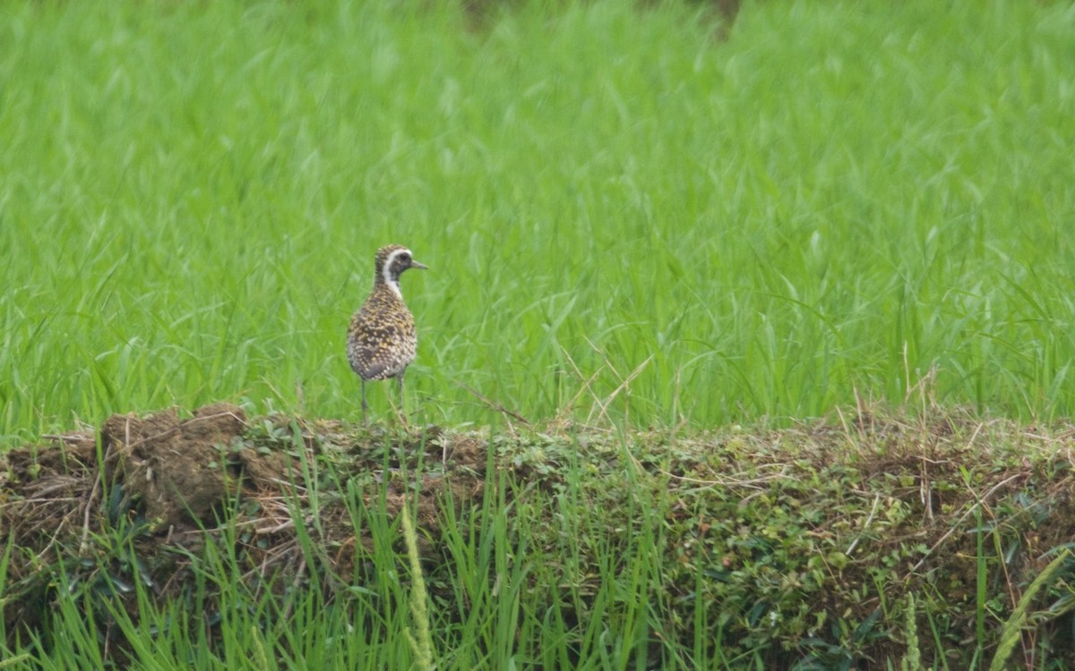 Pacific Golden-Plover - ML204970991