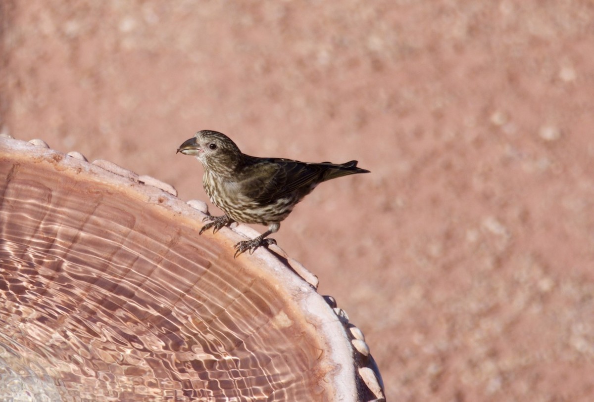 Red Crossbill - Eric Francois Roualet