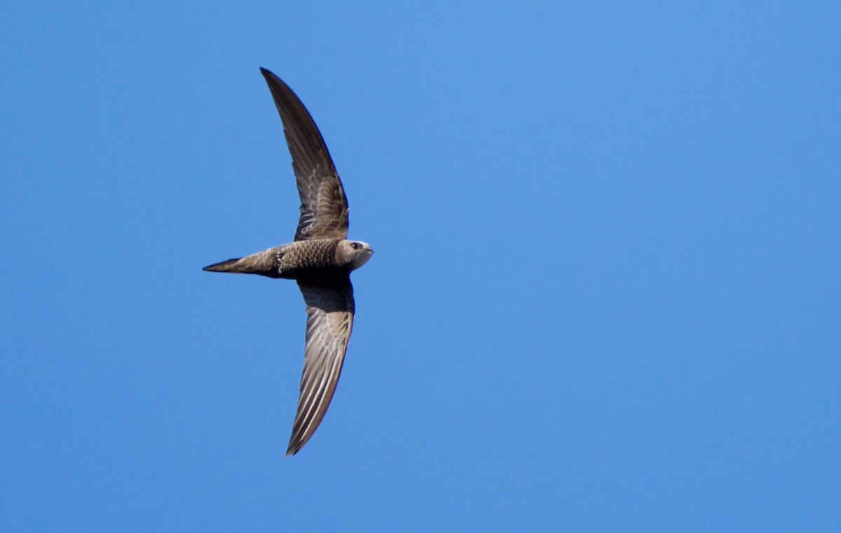 Pallid Swift - Eric Francois Roualet