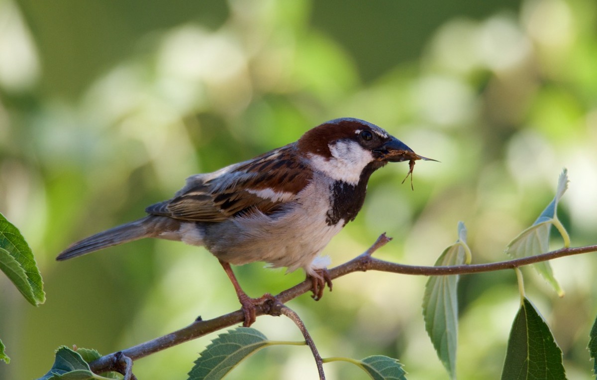 Moineau domestique - ML204971141