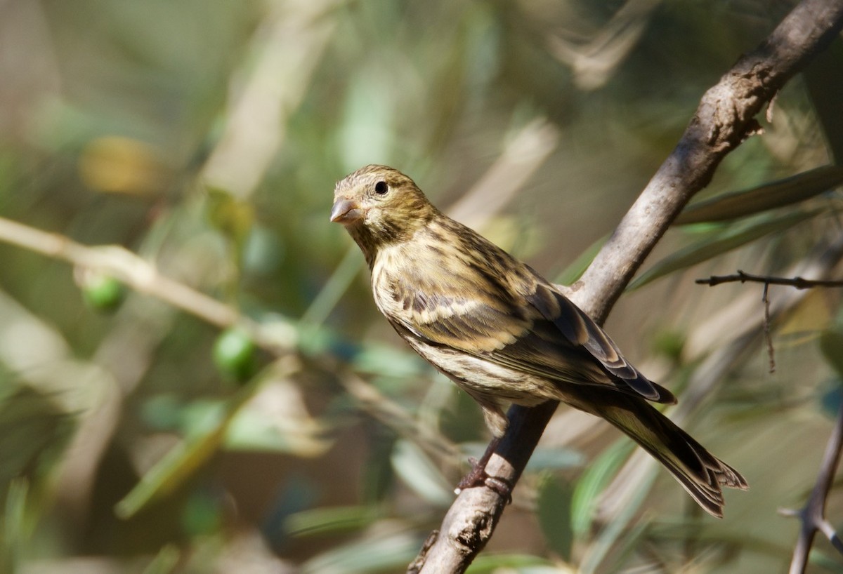 European Serin - Eric Francois Roualet