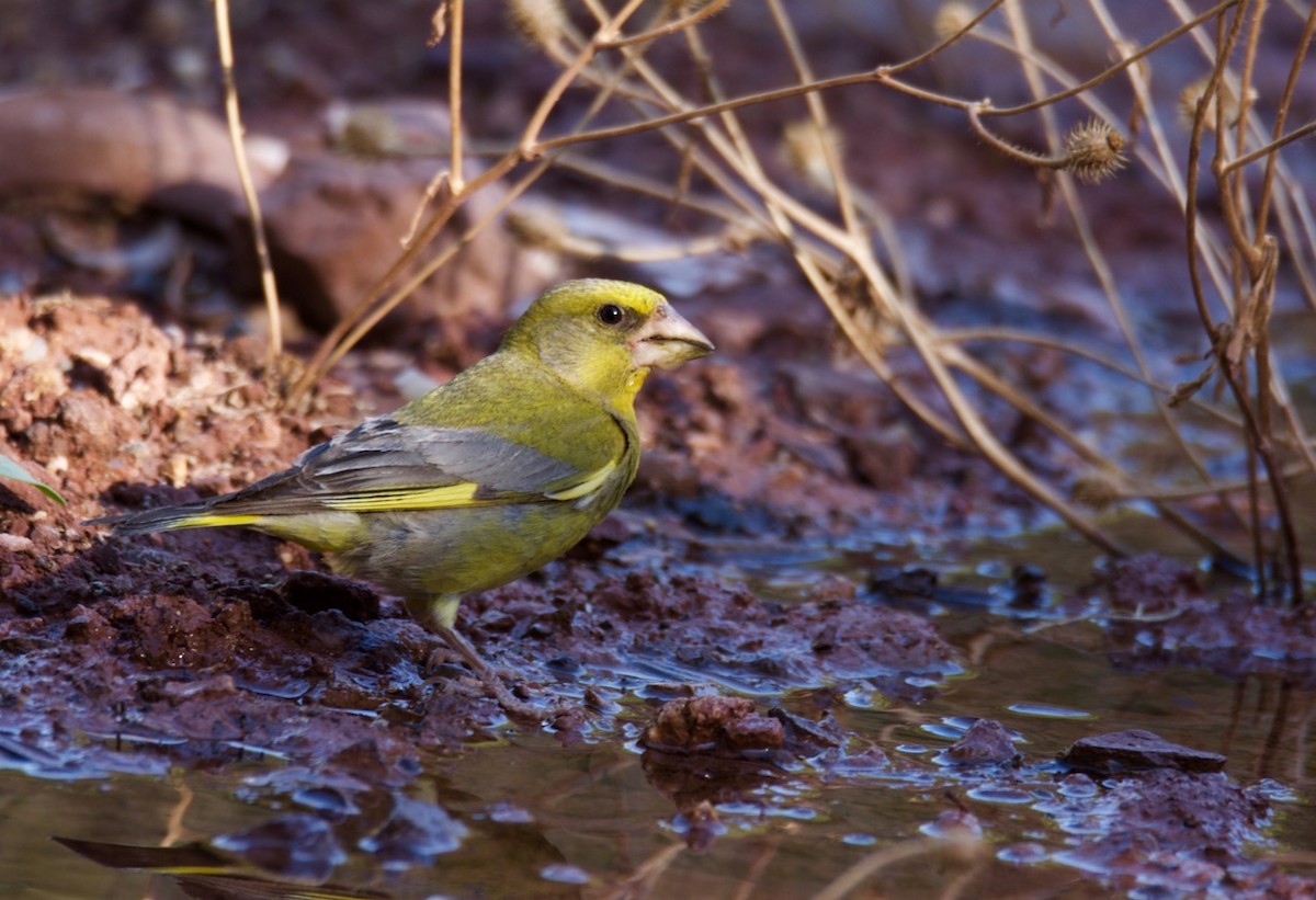 European Greenfinch - ML204971391