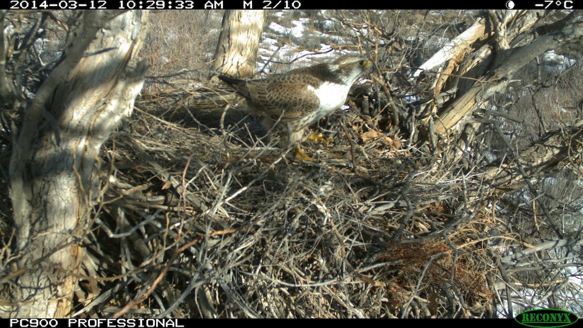 Saker Falcon - ML204971851
