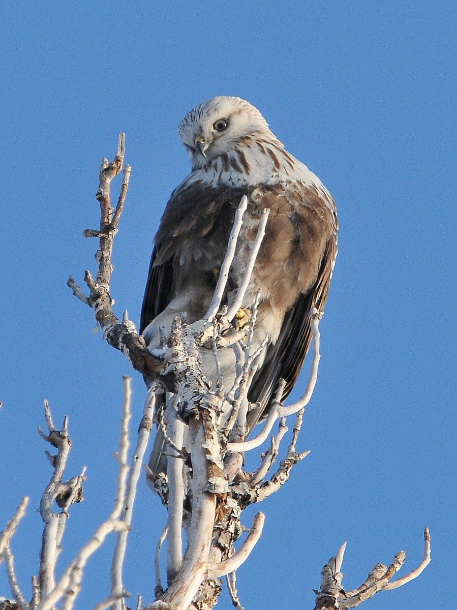 Rough-legged Hawk - ML204971941