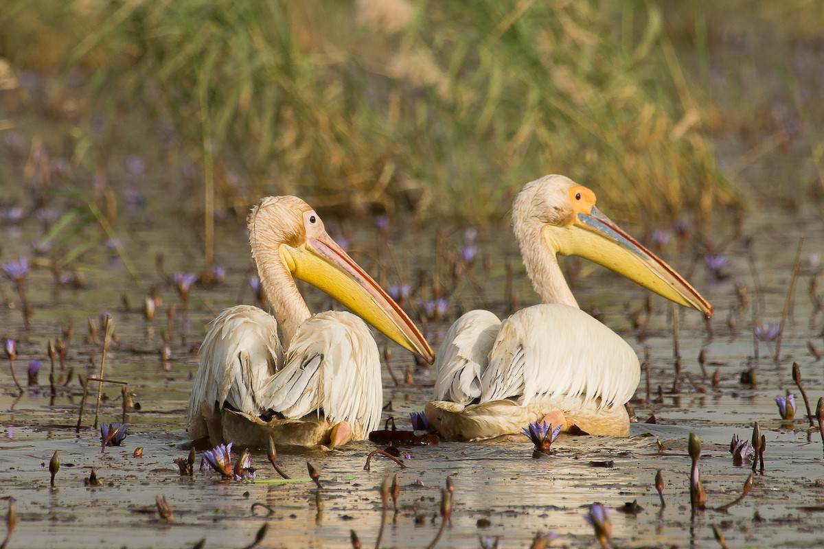 Great White Pelican - ML204972071