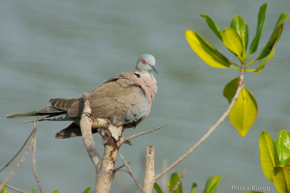 Mourning Collared-Dove - ML204972131