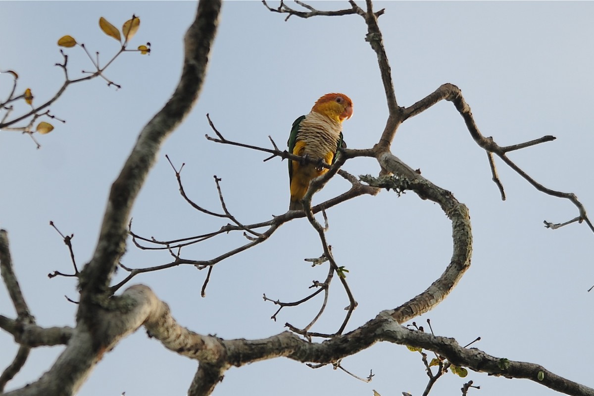 White-bellied Parrot (Black-legged) - ML204972301