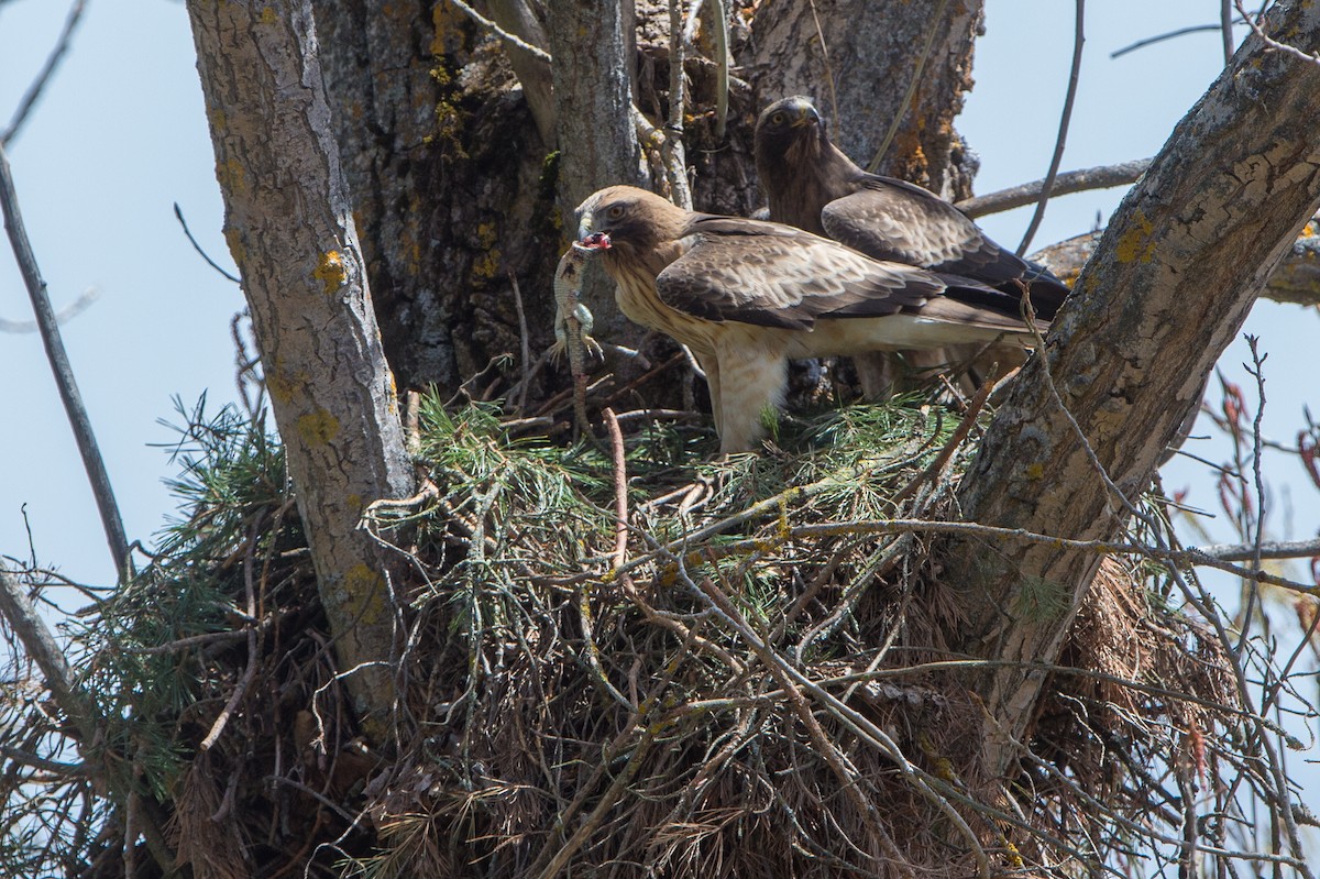 Booted Eagle - Marc FASOL