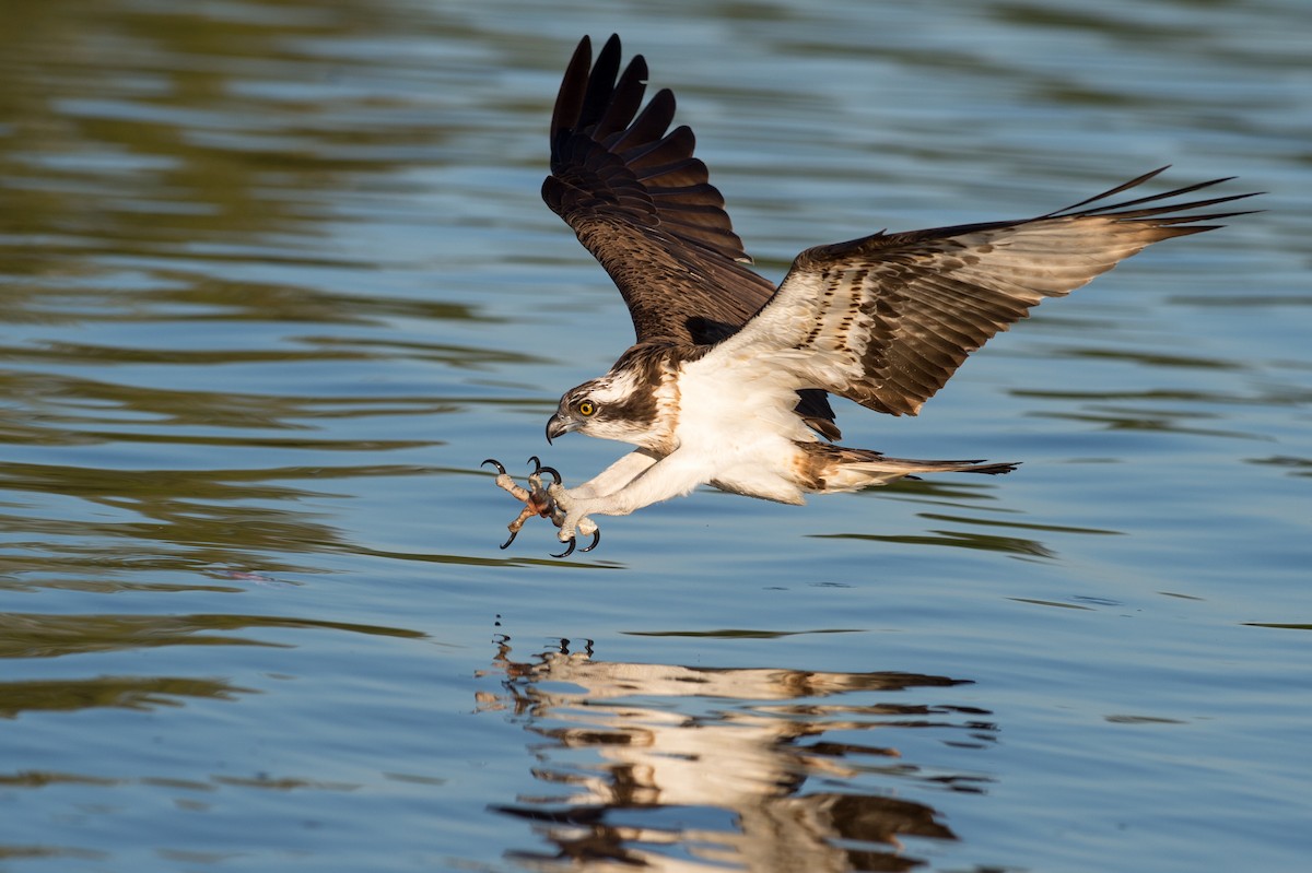 Osprey (Eurasian) - Marc FASOL
