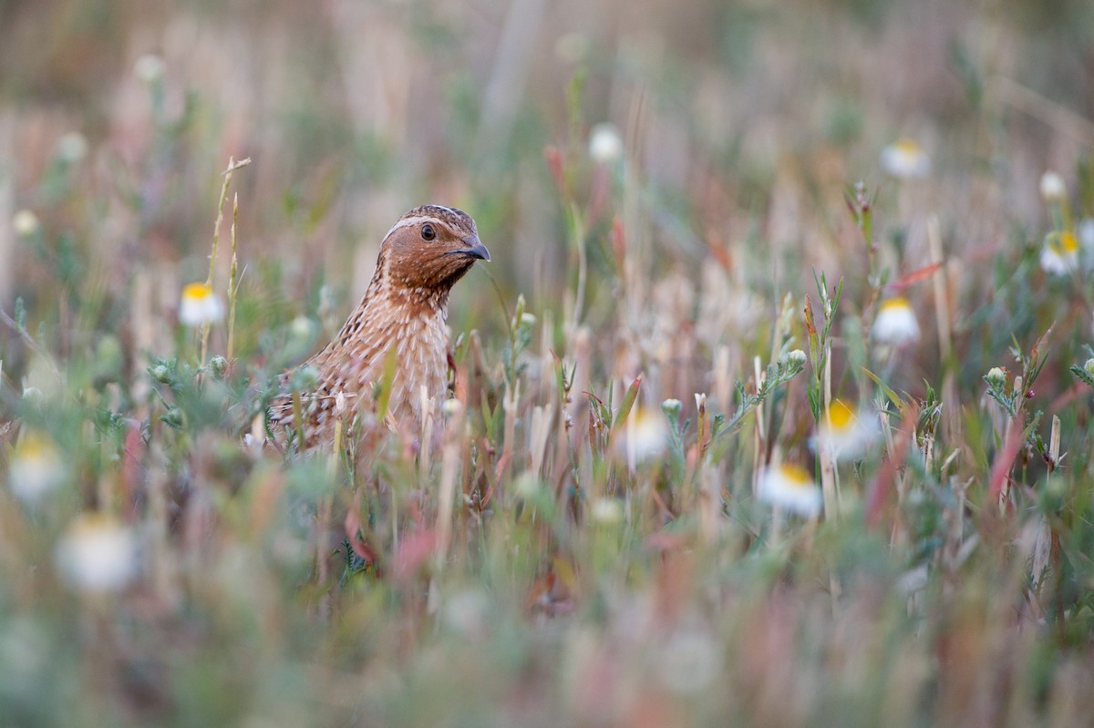 Common Quail - ML204972691