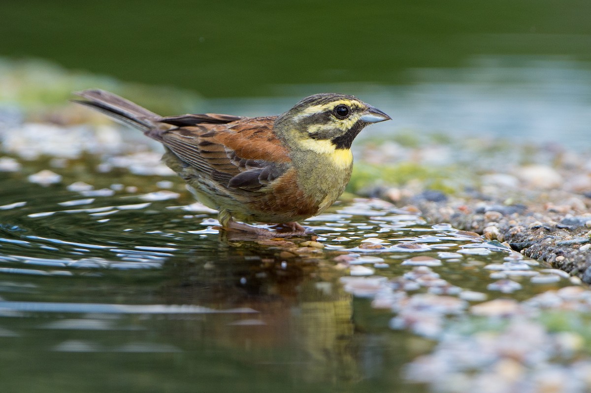 Cirl Bunting - Marc FASOL