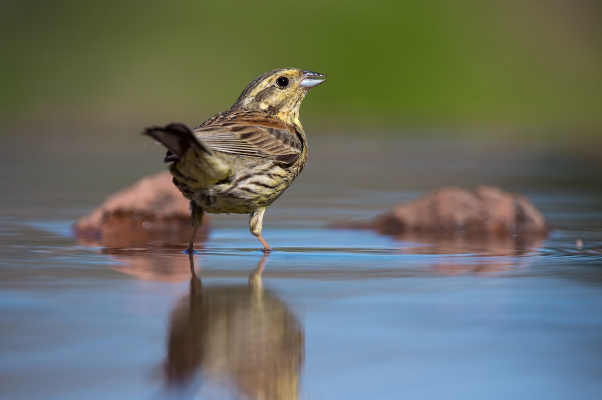 Cirl Bunting - ML204972711