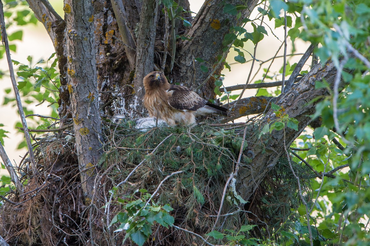 Booted Eagle - Marc FASOL