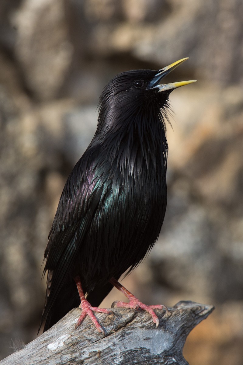 Spotless Starling - ML204972751