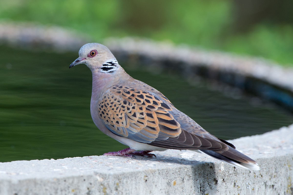 European Turtle-Dove - Marc FASOL