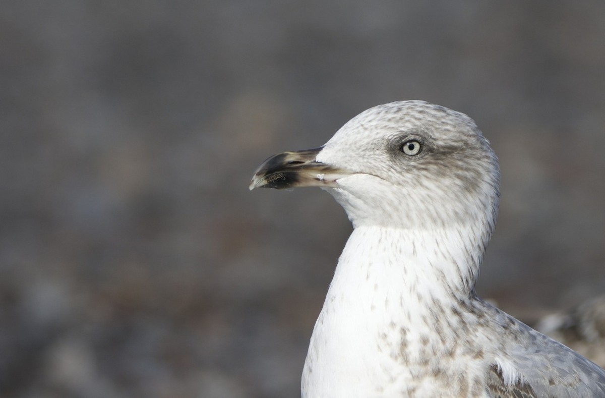 Yellow-legged Gull (atlantis) - Eric Francois Roualet