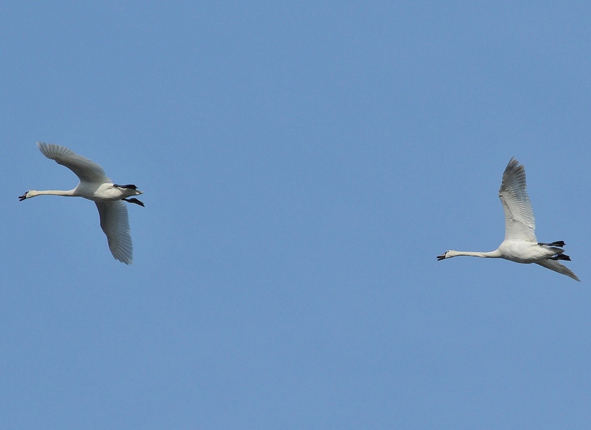 Mute Swan - ML204973941