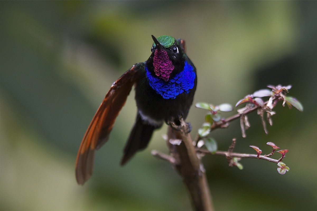 Garnet-throated Hummingbird - ML204974161