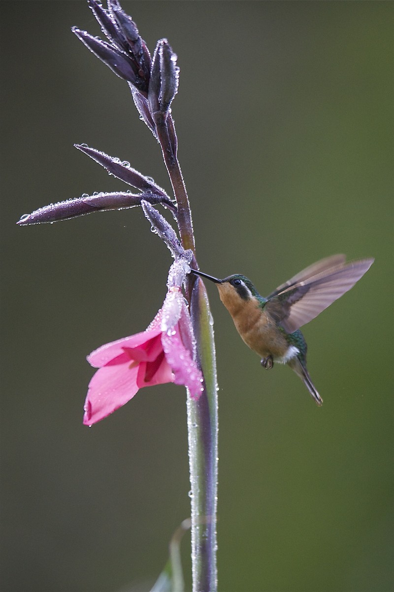 kolibřík pokřovní (ssp. cinereicauda) - ML204974171