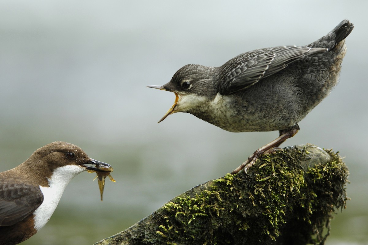 White-throated Dipper - ML204974291