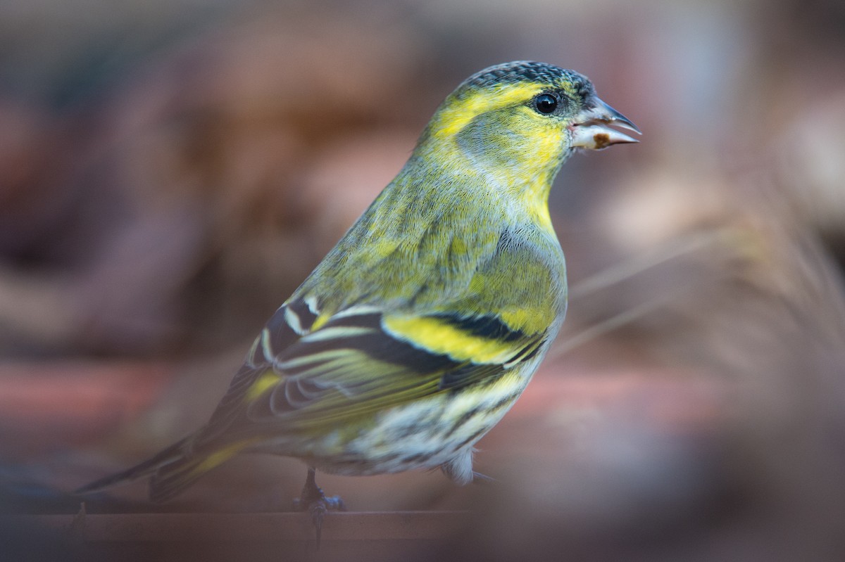 Eurasian Siskin - ML204974571