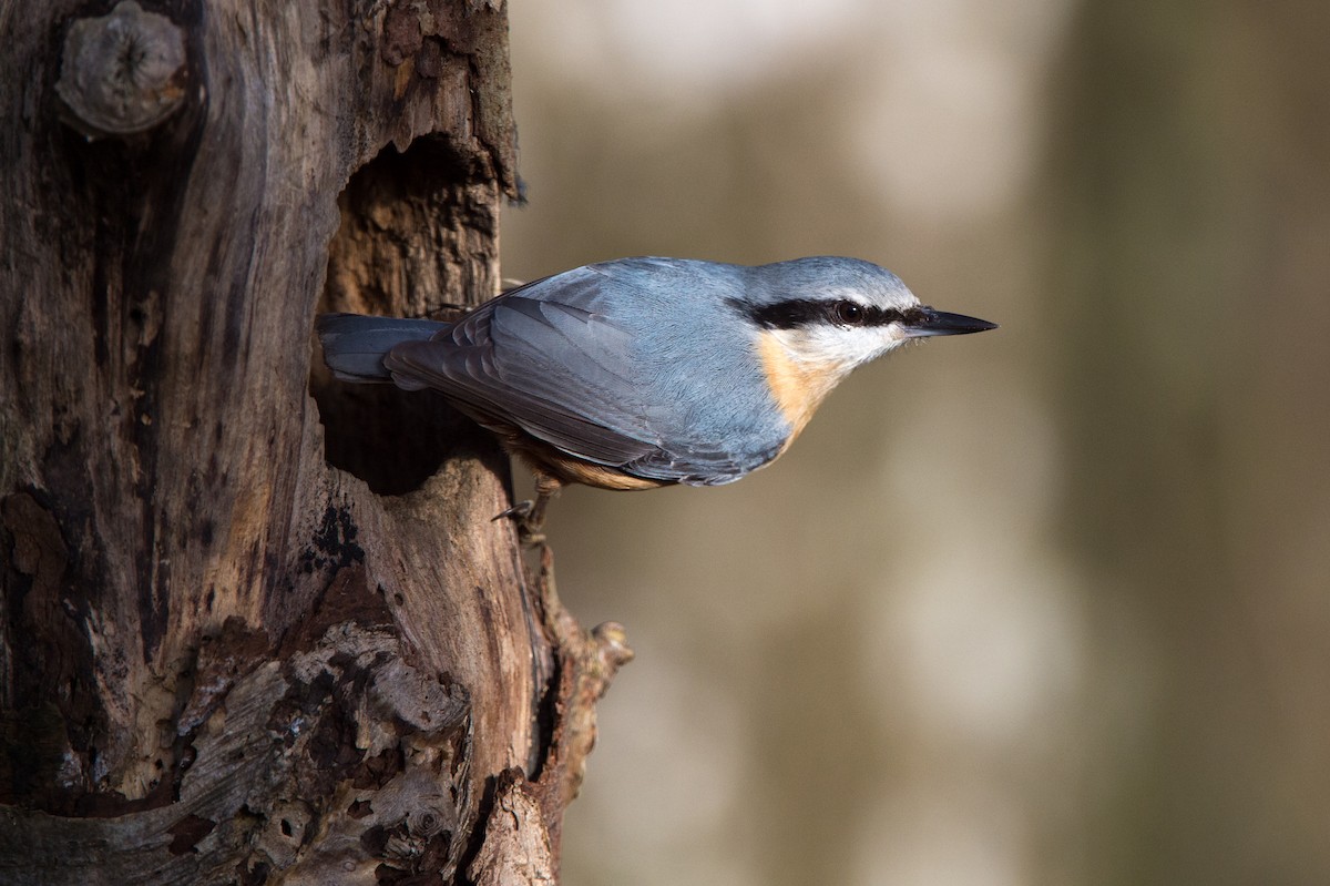 Eurasian Nuthatch (Western) - ML204974621