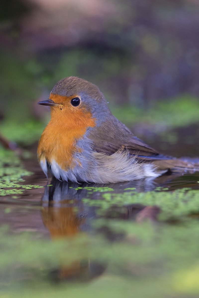 European Robin - ML204974631