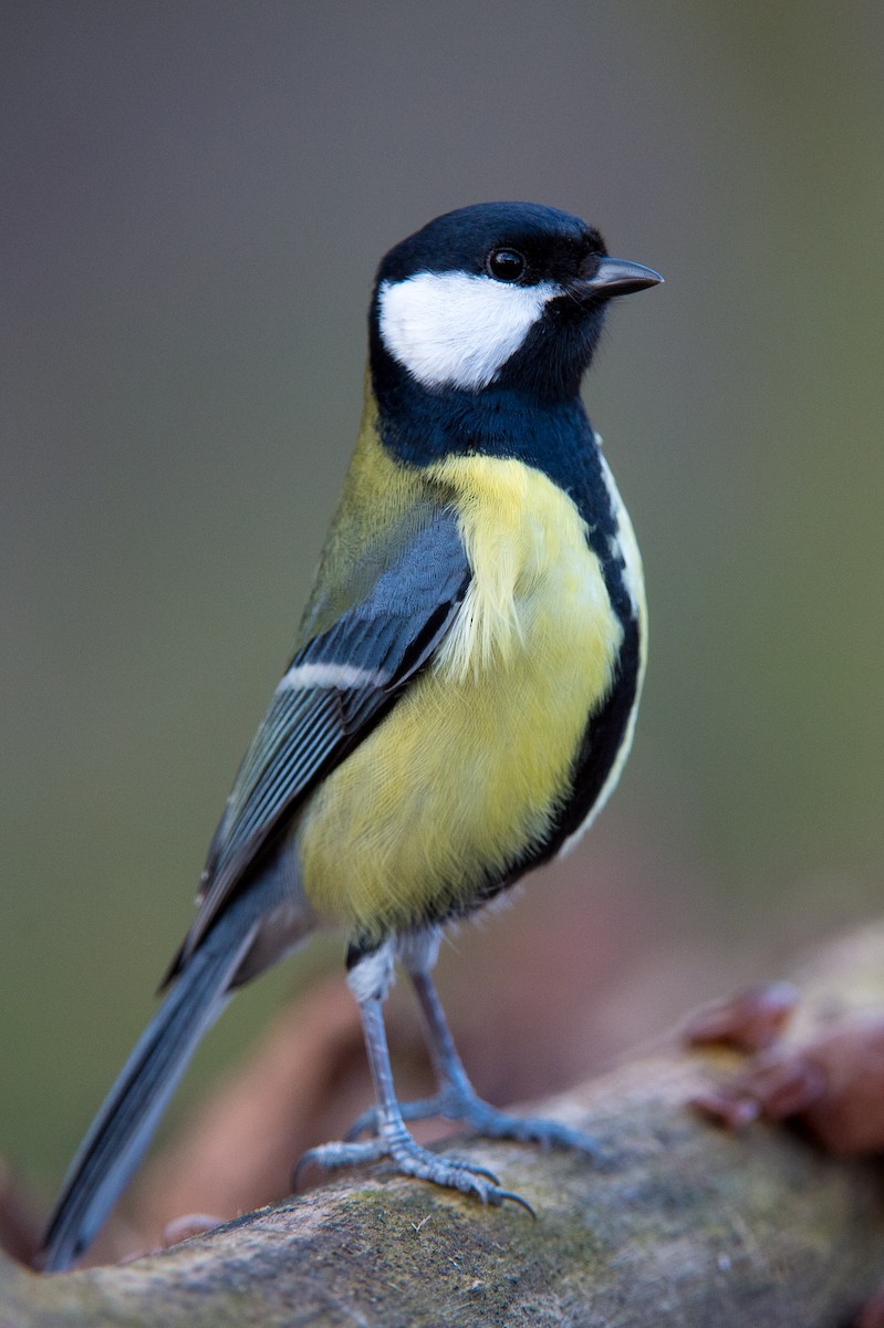 Great Tit (Great) - ML204974651