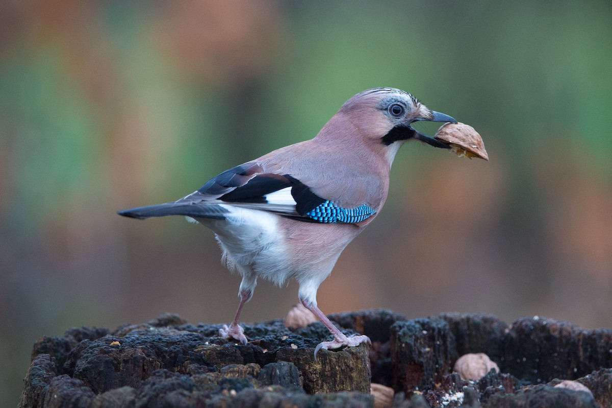 Eurasian Jay (Eurasian) - ML204974681