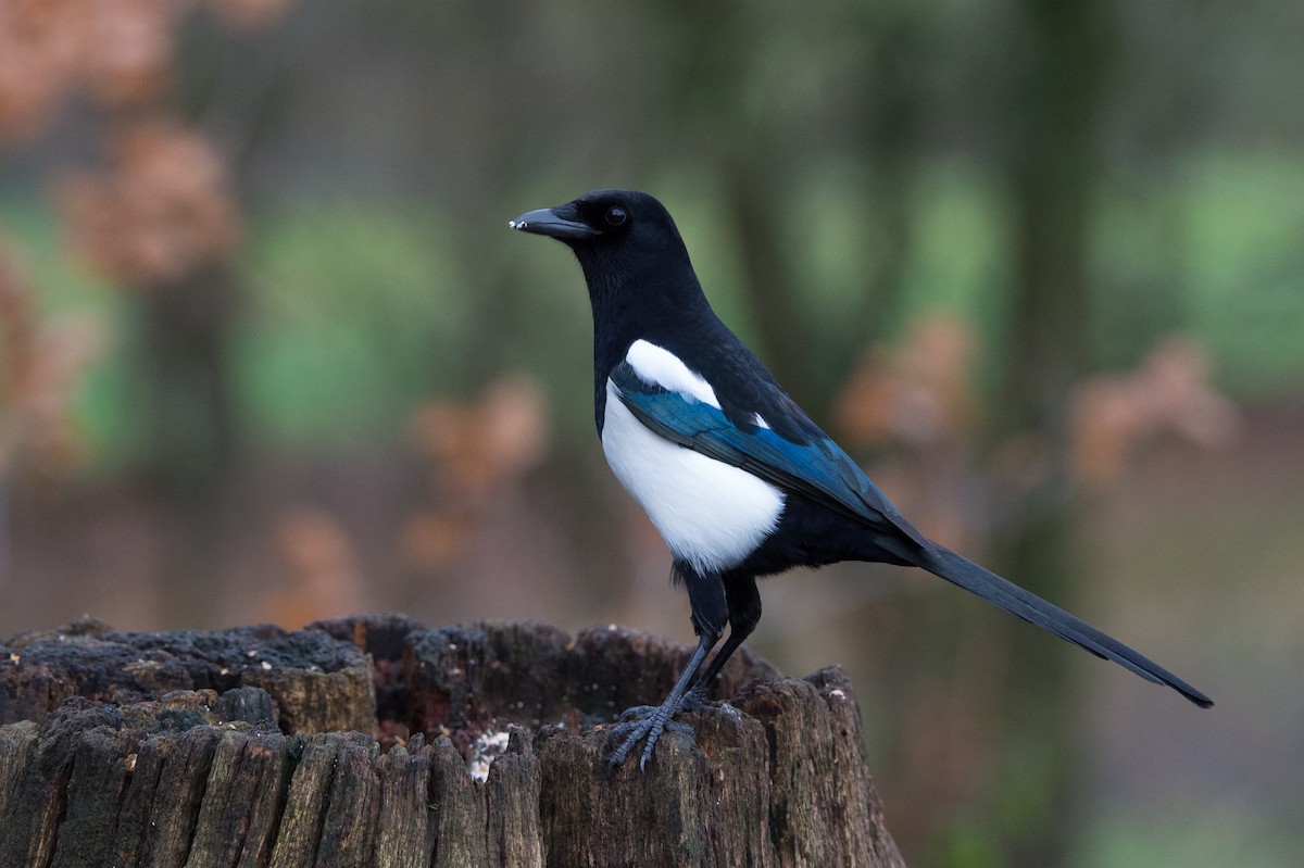 Eurasian Magpie (Eurasian) - ML204974691