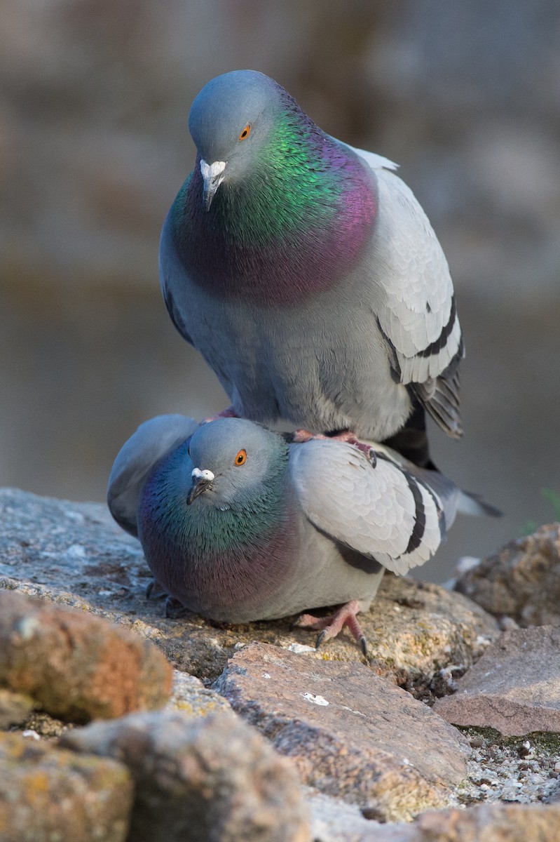 Pigeon biset - ML204974761