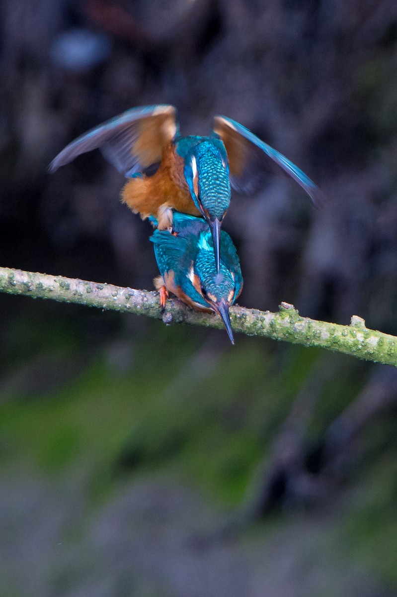 Common Kingfisher (Common) - ML204974821